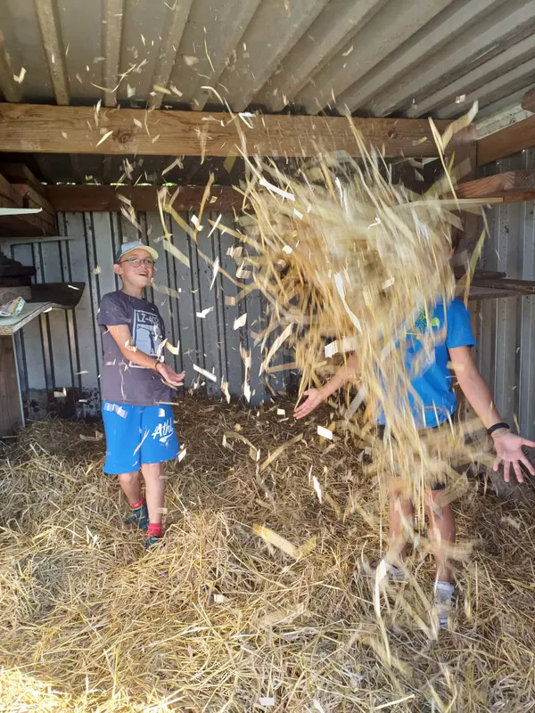 Schapenstal verversen